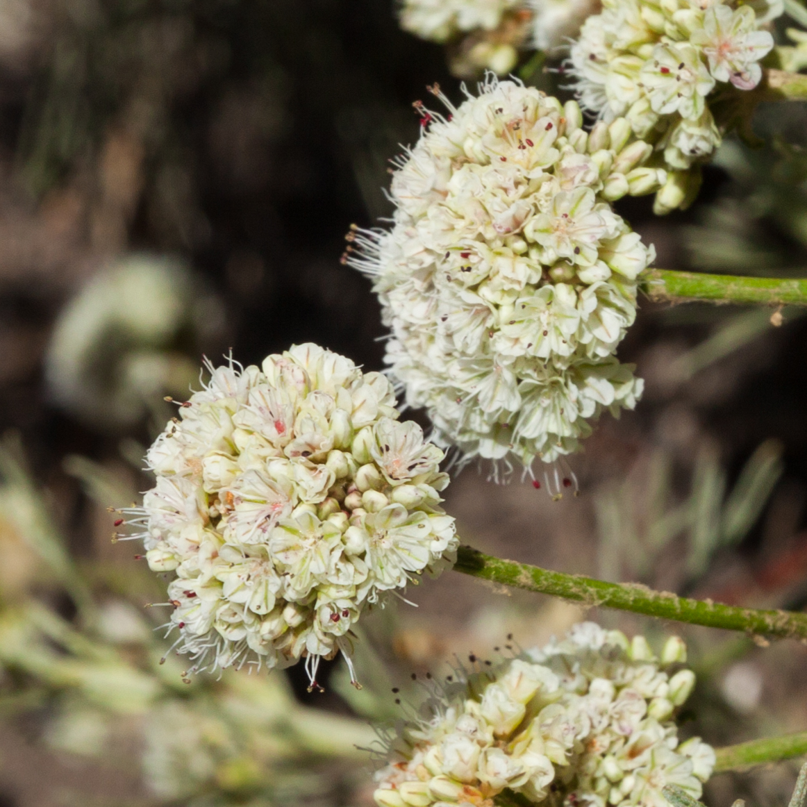 40 Most Common Wildflowers at the Reserve Point Lobos Foundation